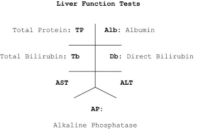 A description of ast (sgot), a test for liver function (part of the just diagnosed lesson for patients), from the va national viral hepatitis and liver disease when liver cells are damaged, ast leaks out into the bloodstream and the level of ast in the blood becomes elevated. 45 Liver Function Tests Hepatitis And Cirrhosis Assessment Analysis And Associated Dental Management Guidelines Pocket Dentistry