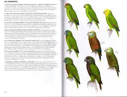 27 All Inclusive Bird Size Comparison Chart