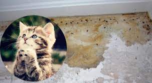 Removing Cat And Dog Urine Smell