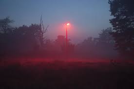 Red Light Has No Effect On Bat Activity Less Disruption By
