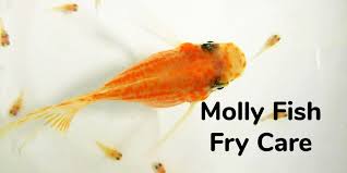 Molly Fish Fry Care How To Care For Baby Mollies