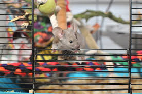 best cages for pet mice cage