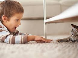 kids pets and your carpet sparkle