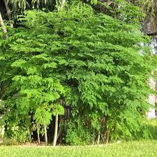 Tüplü Şifalı Moringa Ağacı Fidanı (150-180 cm)