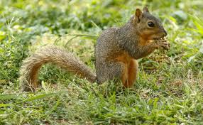 keep squirrels from digging up your plants