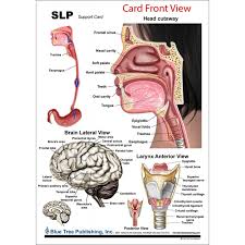 Find & download free graphic resources for anatomy. Slp Anatomical Chart