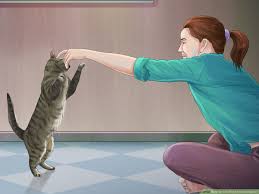 3 ways to cat proof your computer wikihow