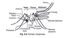 Structure And Life Cycle Of Mosquito With Diagram