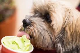 Options at unbeatable prices and offers suitable for both suppliers and wholesalers. Dogs Ice Cream The Scoop On Avoiding It Hill S Pet
