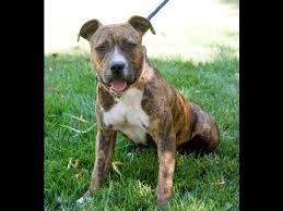 American staffordshire terrier x boxer mix = bullboxer staff. List Of Popular American Staffordshire Terrier Mixes With Pictures