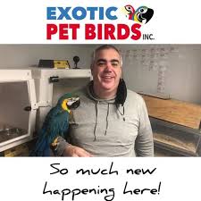 Browse our selection of birds for sale. Exotic Pet Birds Inc Home Facebook