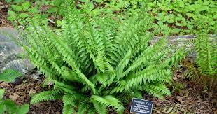 fern care growing the