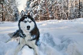 husky dog lying in the snow black and
