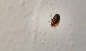 Do Bed Bugs Come Through Walls Bedbugs