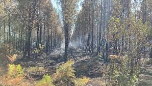 Incendie dans les Landes : "le feu ne progresse plus" à Mano assure la  préfète