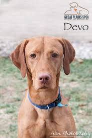 Your dog pets facebook animals and pets. Devo Is An Adoptable Vizsla Searching For A Forever Family Near Kansas City Mo Use Petfinder To Find Adoptable Pets In Your Area