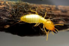 How To Get Rid Of Termites The