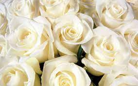 white rose wallpaper hd 08185 baltana