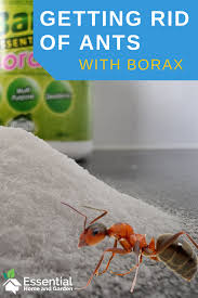 use borax to kill ants
