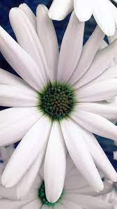 ne82-flower-blue-white-spring-nature
