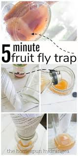 diy fruit fly trap for getting rid of