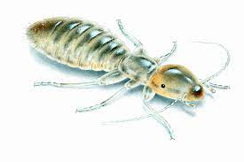 book lice control questions do i have