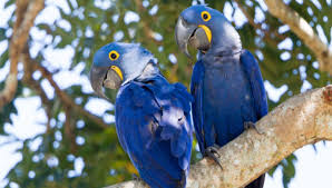 hyacinth macaw things you should know