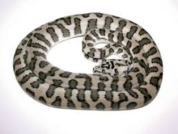 carpet python reptiles magazine