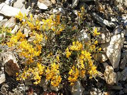Weed Risk Assessment for Calicotome spinosa (Fabaceae) – Spiny ...