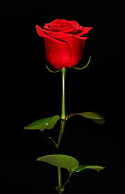 single romantic red rose stock photo by
