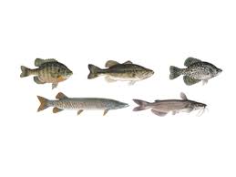 Mid Atlantic Freshwater Fish Species