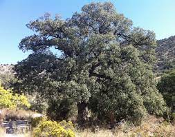 mexican blue oak quercus oblongifolia