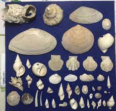 貝 の 化石