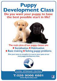 Training classes for puppies under 6 months old. Puppy Training Sessions Flynn Veterinary Centres
