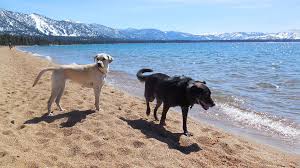 lake tahoe dog beaches beach bliss at