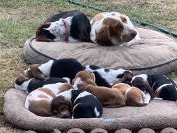 Basset hound rescue of southern california © 2016 | all rights reserved. Basset Hound Puppies For Sale Ontario Ca Hound Puppies Basset Hound Puppy Baby Basset Hound