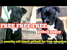 black pitbull puppy for free adoption