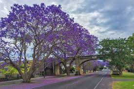 Which trees have purple flowers? Where To Find The Best Jacarandas Travel Australia Delicious Com Au