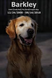 barkley golden retriever dog forums