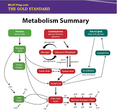 Mcat Biochemistry Review Summary