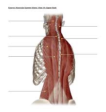 Whether it's to pass that big test, qualify for that big promotion or even master that cooking technique; Solved Source Muscular System Views View 14 Upper Back Chegg Com
