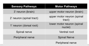 neuromuscular exam 1 spinal cord