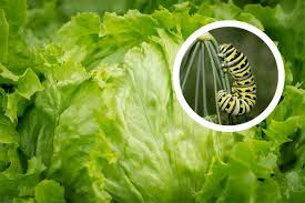 The software supports imap, smtp and pop email p. Woman Finds Caterpillar In Lettuce From Bicester Iceland Oxford Mail