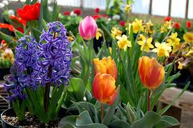 Top 10 Questions About Planting Bulbs