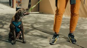 Wag Vs Rover The Pet Care Startups Competing To Walk Your