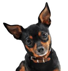 Dog or cat healthy pet cbd oil $20.00. Miniature Pinscher Puppies For Sale Adoptapet Com