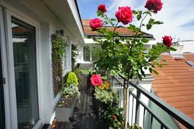 Growing Roses In Containers No Garden