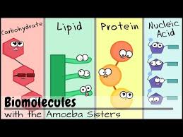 Biomolecules Updated Youtube