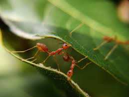 difference between red ants and fire ants