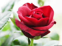 free single red rose flowers